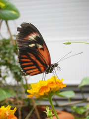 Schmetterling