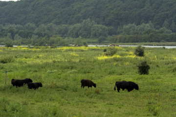 Grazing galloway cattle
