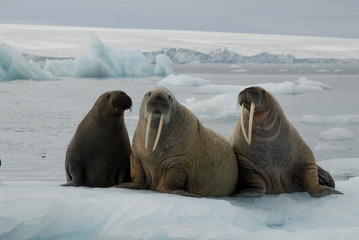 Fototapeta premium Walruses on the ice