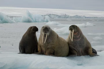 Washable wall murals Walrus Walruses on the ice