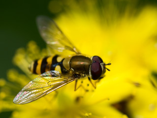 yellow fly sitting on a flower