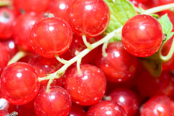 red currant