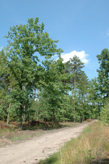 Fototapeta na wymiar wood (forest) and sky