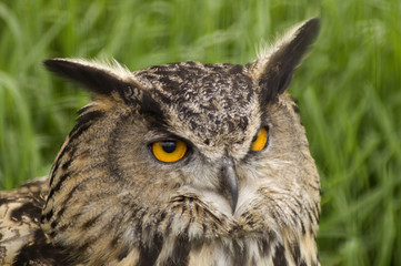 European Eagle Owl (Bubo Bubo Bubo) looking at viewer 