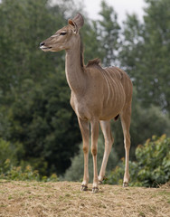 Greater Kudu (tragelaphus strepsiceros)  - portrait orientation