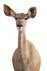 Greater Kudu (tragelaphus strepsiceros)  - portrait orientation