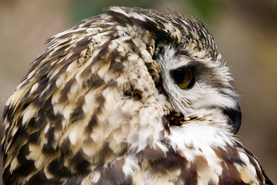 European Eagle Owl (Bubo Bubo Bubo) looking right 