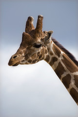 Head shot of Giraffe (giraffa camelopardalis reticulata)