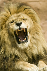 Close up of Lion (Panthera leo) - portrait orientation