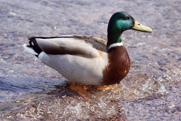 Adult Mallard Duck (Anas platyrhynchos) looking at viewer 