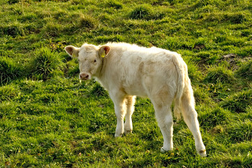 Calf