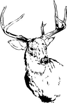 Deer / Reindeer Vector