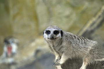 Fototapeta premium suricate