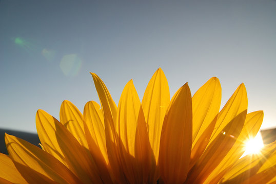 sonflower
