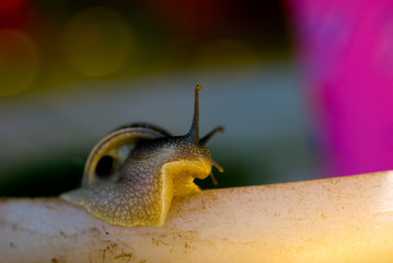 escargot macro