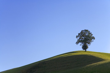 Obraz premium baum am abend