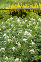 Flowering potatoes
