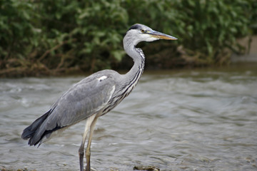Heron Bird