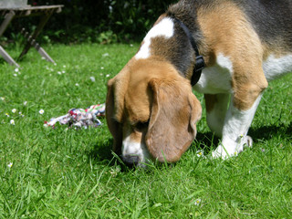 Eating Beagle 1