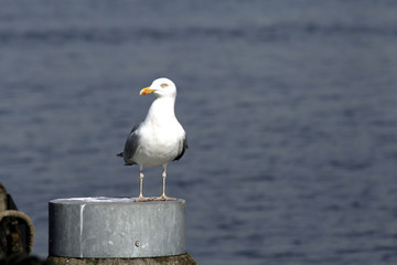 seagull standing on a iron post