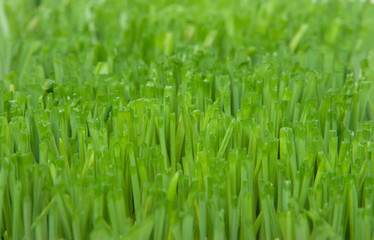 Fototapeta na wymiar Cut grass close up