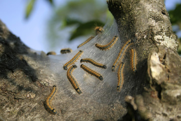 caterpillars weaving their nest for reproduction