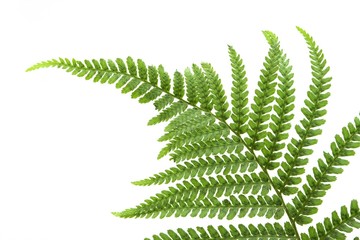 New Green Fern Frond on a White Background