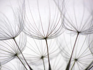 Washable wall murals Dandelions and water dandelion seed