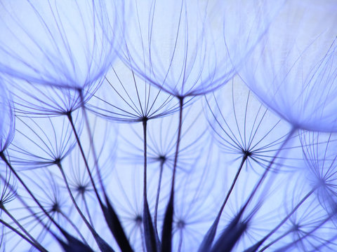 dandelion seed © Anette Linnea Rasmus
