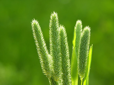 green grass