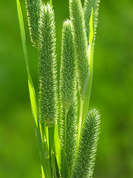 green grass