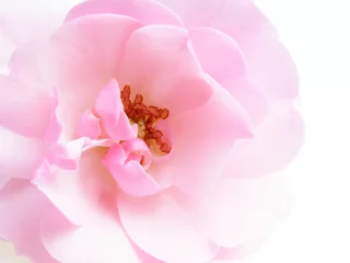 Papier Peint photo autocollant Macro rose pastel rose