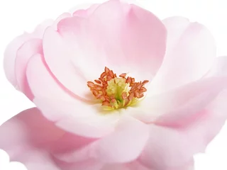 Photo sur Plexiglas Macro rose pastel rose
