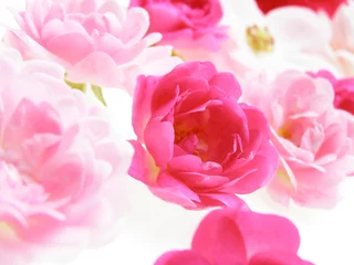 Crédence de cuisine en verre imprimé Macro rose pastel rose
