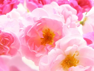 Cercles muraux Macro rose pastel rose