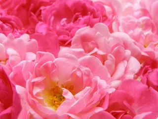 Crédence de cuisine en verre imprimé Macro rose pastel rose