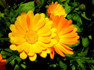 three orange calendulas