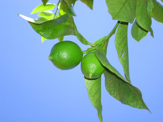 Zitronenbaum