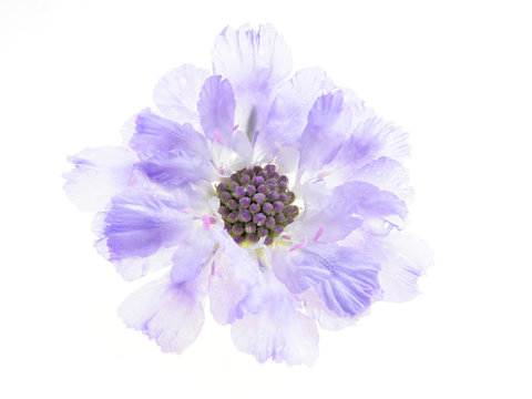 purple scabiose