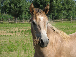 Cavallo