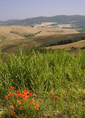 Poppies in front of Tuscan rolling hills