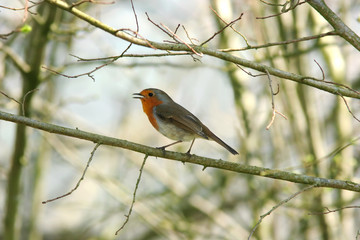 Robin Redbreast