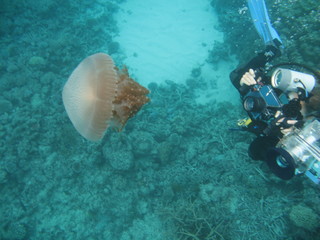 Diver photographing jellyfish