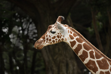 Giraffe