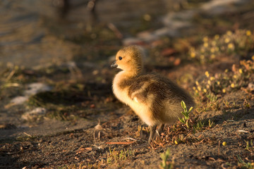 Fototapeta premium Gosling