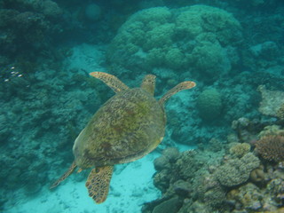 Naklejka na ściany i meble Green turtle swimming over reef 2