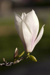 Fototapeta premium Magnolia