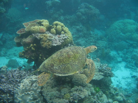Green turtle swimming over reef