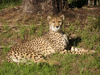 Cheetah in the wild 2