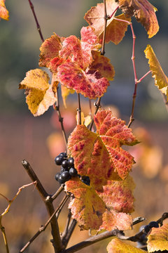 Grapevine